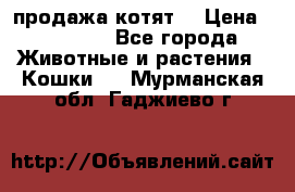 продажа котят  › Цена ­ 15 000 - Все города Животные и растения » Кошки   . Мурманская обл.,Гаджиево г.